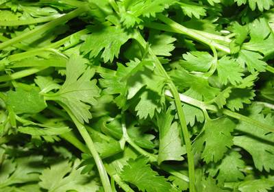  Preserve the cilantro (coriander) leaves in the best way! 
