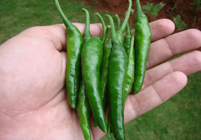  Storing Green Chilies 